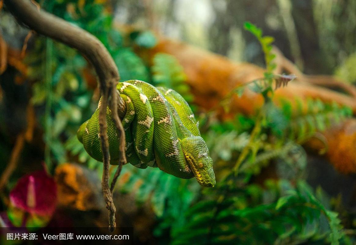 梦中光秃秃的树林与蛇：寓意深远的心灵探索