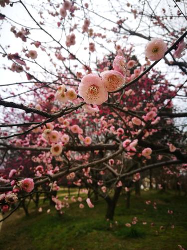 探寻梅花在线的神秘魅力