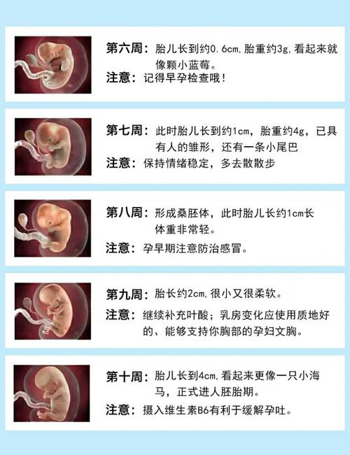 如何测算何时怀孕生子，科学分析胚胎着床周期