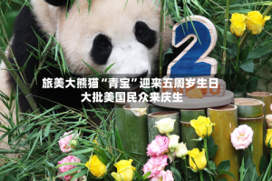 旅美大熊猫“青宝”迎来五周岁生日 大批美国民众来庆生