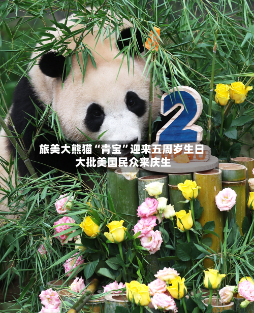 旅美大熊猫“青宝”迎来五周岁生日 大批美国民众来庆生-第1张图片